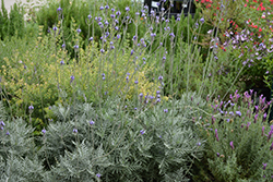 Canary Island Lavender (Lavandula canariensis) at Lakeshore Garden Centres