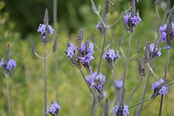 Canary Island Lavender (Lavandula canariensis) at Lakeshore Garden Centres