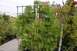 African Fern Pine (Afrocarpus gracilior) at Lakeshore Garden Centres