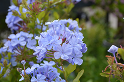 Royal Cape Plumbago (Plumbago auriculata 'Monott') at Lakeshore Garden Centres