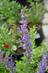 Woolly Bluecurls (Trichostema lanatum) at Lakeshore Garden Centres