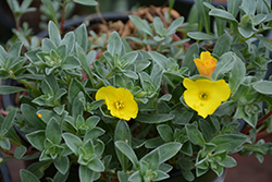 Beach Primrose (Camissonia cheiranthifolia) at Lakeshore Garden Centres