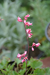 Jack O' the Rocks (Heuchera rubescens var. glandulosa) at Lakeshore Garden Centres