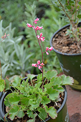 Jack O' the Rocks (Heuchera rubescens var. glandulosa) at Lakeshore Garden Centres