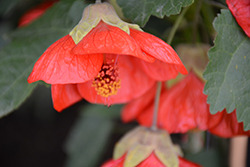 Lucky Lantern Red Abutilon (Abutilon 'NUABRED') at Lakeshore Garden Centres