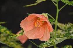 Variegated Flowering Maple (Abutilon pictum 'Thompsonii') at Lakeshore Garden Centres