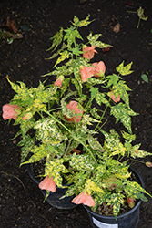 Variegated Flowering Maple (Abutilon pictum 'Thompsonii') at Lakeshore Garden Centres