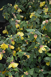 Lucky Lantern Yellow Abutilon (Abutilon 'NUABYELL') at Lakeshore Garden Centres
