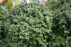 Creeping Inchplant (Callisia repens) at Lakeshore Garden Centres