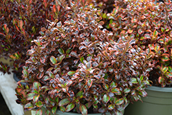Tequila Sunrise Mirror Bush (Coprosma repens 'Tequila Sunrise') at Lakeshore Garden Centres