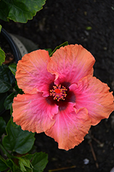 Erin Rachel Hibiscus (Hibiscus rosa-sinensis 'Erin Rachel') at Lakeshore Garden Centres