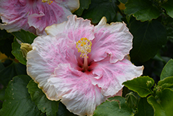 C'est Bon Cajun Hibiscus (Hibiscus rosa-sinensis 'C'est Bon Cajun') at Lakeshore Garden Centres