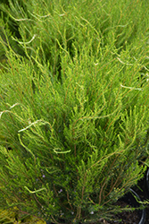 Confetti Bush (Coleonema pulchellum) at Lakeshore Garden Centres