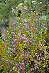 Shark Bay Boronia (Boronia crenulata 'Shark Bay') at Lakeshore Garden Centres
