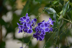 Sweet Memories Duranta (Duranta erecta 'Sweet Memories') at Lakeshore Garden Centres