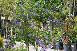 Sweet Memories Duranta (Duranta erecta 'Sweet Memories') at Lakeshore Garden Centres