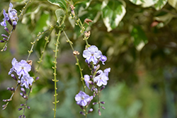 Variegated Sky Flower (Duranta erecta 'Variegata') at Lakeshore Garden Centres