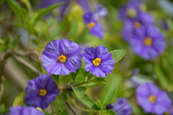 Blue Potato Bush (Lycianthes rantonnetii) at Lakeshore Garden Centres