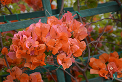 Orange King Bougainvillea (Bougainvillea 'Orange King') at Lakeshore Garden Centres