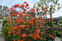 Orange King Bougainvillea (Bougainvillea 'Orange King') at Lakeshore Garden Centres