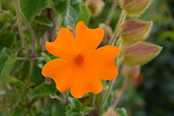 Orange Clock Vine (Thunbergia gregorii) at Lakeshore Garden Centres