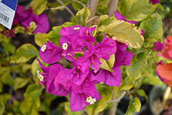 Golden Jackpot Bougainvillea (Bougainvillea 'Golden Jackpot') at Lakeshore Garden Centres