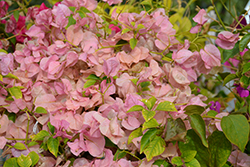 Rosenka Bougainvillea (Bougainvillea 'Rosenka') at Lakeshore Garden Centres