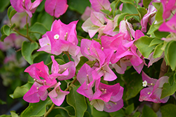 Imperial Thai Delight Bougainvillea (Bougainvillea 'Imperial Thai Delight') at Lakeshore Garden Centres