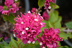 Torch Glow Bougainvillea (Bougainvillea 'Torch Glow') at Lakeshore Garden Centres