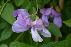 Corkscrew Flower (Vigna caracalla) at Lakeshore Garden Centres