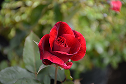 Mister Lincoln Rose (Rosa 'Mister Lincoln') at Lakeshore Garden Centres