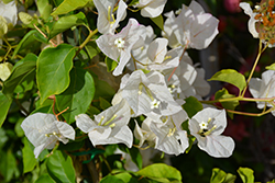 Mary Palmer's Enchantment Bougainvillea (Bougainvillea 'Mary Palmer's Enchantment') at Lakeshore Garden Centres
