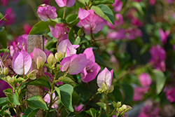 Pink Pearl Bougainvillea (Bougainvillea 'Pink Pearl') at Lakeshore Garden Centres