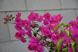 Rosea Bougainvillea (Bougainvillea 'Rosea') at Lakeshore Garden Centres