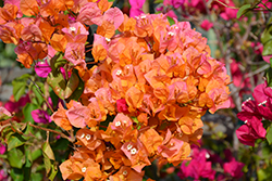 California Gold Bougainvillea (Bougainvillea 'California Gold') at Lakeshore Garden Centres