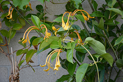 Giant Burmese Honeysuckle (Lonicera hildebrandiana) at Lakeshore Garden Centres