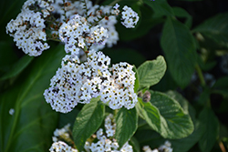 White Heliotrope (Heliotropium arborescens 'Album') at Lakeshore Garden Centres