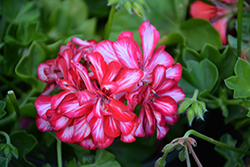 Ivy Leage Arctic Red Ivy Leaf Geranium (Pelargonium peltatum 'Ivy League Arctic Red') at Lakeshore Garden Centres
