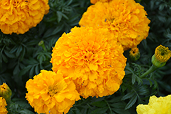Inca Orange Marigold (Tagetes erecta 'Inca Orange') at Lakeshore Garden Centres