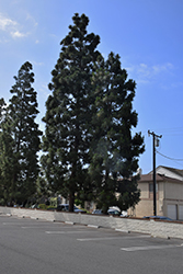 Coulter Pine (Pinus coulteri) at Lakeshore Garden Centres