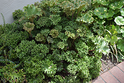 Shishi Botan Leopard Plant (Farfugium japonicum 'Shishi Botan') at Lakeshore Garden Centres