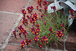 Spanish Dancer Toadflax (Linaria reticulata 'Spanish Dancer') at Lakeshore Garden Centres