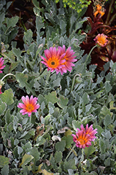 Pink Sugar African Daisy (Arctotis 'Pink Sugar') at Lakeshore Garden Centres