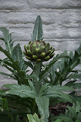 Globe Artichoke (Cynara scolymus) at Golden Acre Home & Garden