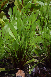 Common Dandelion (Taraxacum officinale) at Lakeshore Garden Centres