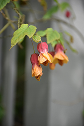 Trailing Abutilon (Abutilon megapotamicum) at Lakeshore Garden Centres