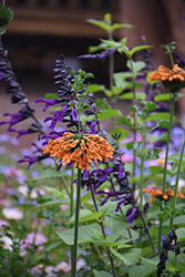 Lion's Ear (Leonotis nepetifolia) at Lakeshore Garden Centres