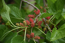 Common Mulberry (Morus alba) at Lakeshore Garden Centres