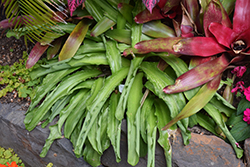 Forest Lily (Veltheimia bracteata) at Lakeshore Garden Centres