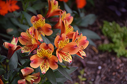 Indian Summer Alstroemeria (Alstroemeria 'Tesronto Imp') at Lakeshore Garden Centres
